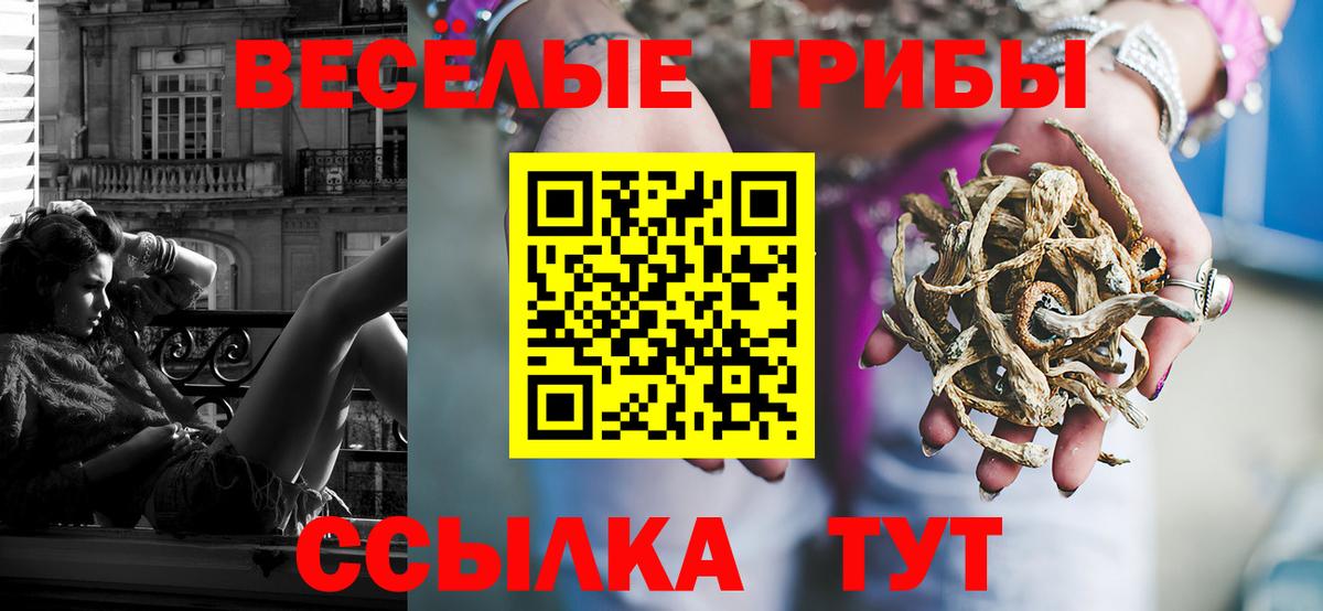 купить наркотики сайты  Галлюциногенные грибы Psilocybine cubensis  Вход с VPN  Шатура  Псилоцибиновые грибы Psilocybe 